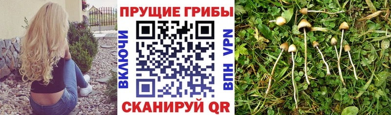Галлюциногенные грибы прущие грибы  Купить закладки  Печора 